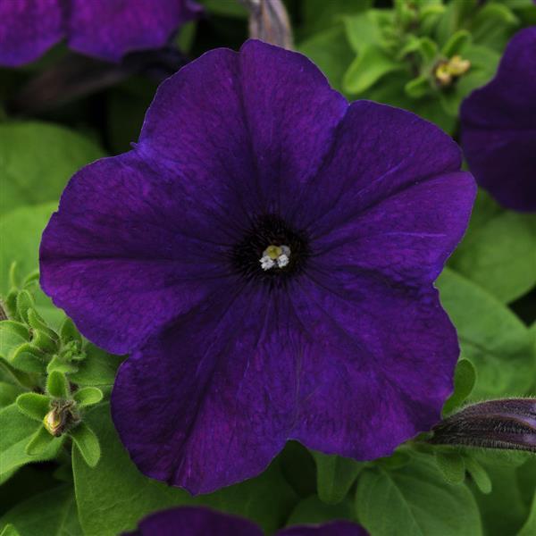 Pretty Flora™ Midnight Petunia - Bloom