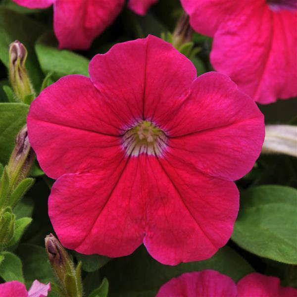 Pretty Flora™ Pink Petunia - Bloom