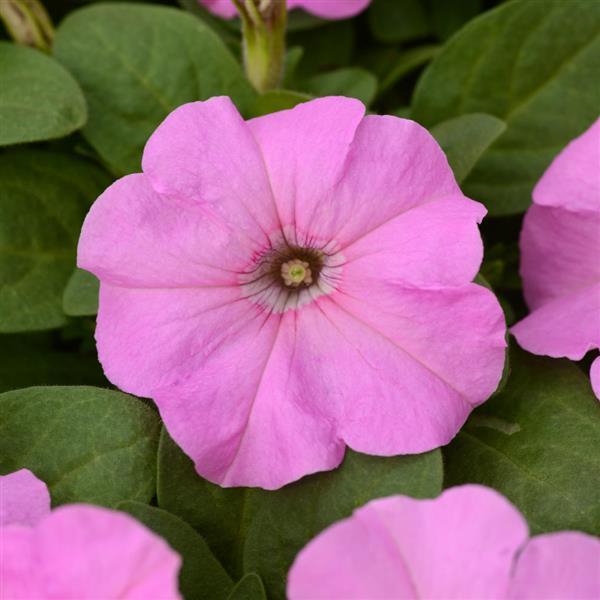 Pretty Flora™ Pink Pearl Petunia - Bloom