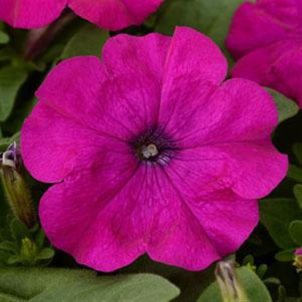 Pretty Flora™ Purple Petunia - Bloom