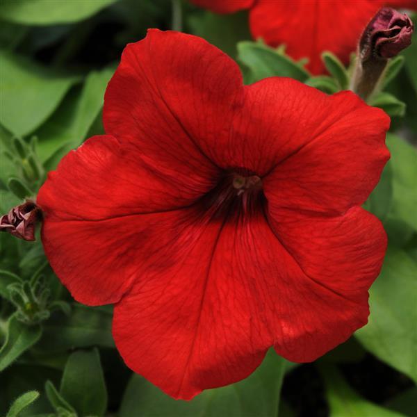 Pretty Flora™ Red Petunia - Bloom