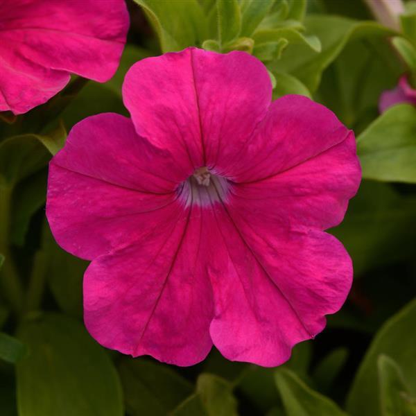 Pretty Flora™ Rose Petunia - Bloom