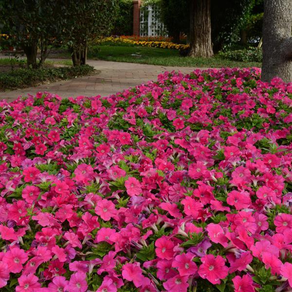 Pretty Flora™ Rose Petunia - Landscape