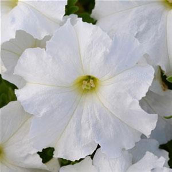 Pretty Flora™ White Petunia - Bloom
