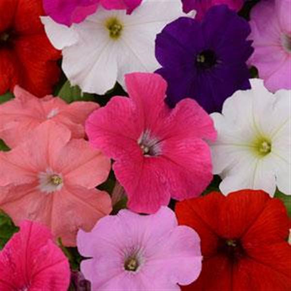 Pretty Flora™ Formula Mixture Petunia - Bloom