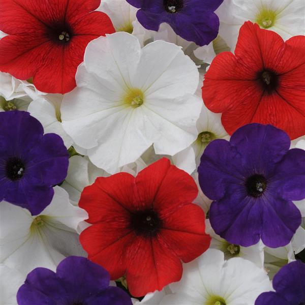 Pretty Flora™ Flag Mixture Petunia - Bloom