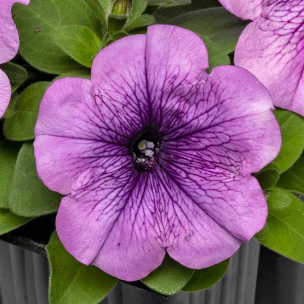 Pretty Flora™ Purple Shades Vein Petunia - Bloom
