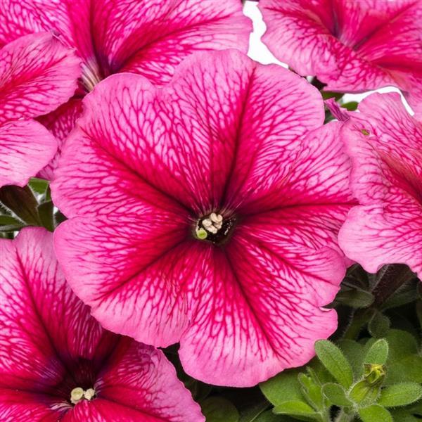 Pretty Flora™ Raspberry Vein Petunia - Bloom