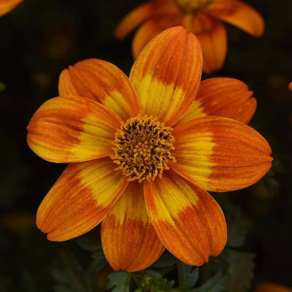 Bee Happy™ Orange Bidens - Bloom