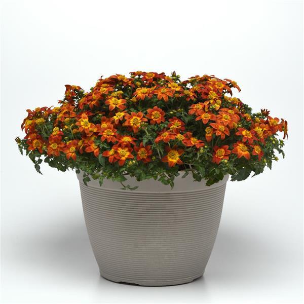 Bee Happy™ Red Bidens - Container