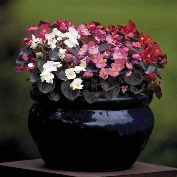 Nightlife Mix Begonia - Container