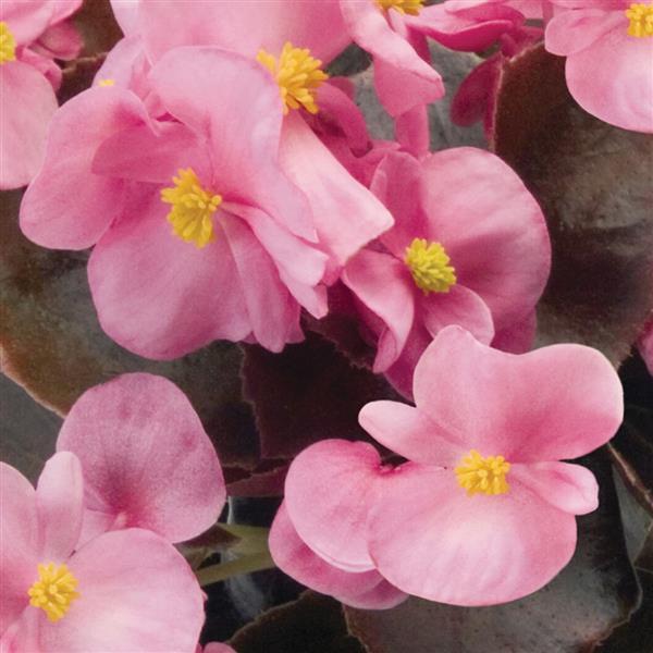 Nightlife Pink Begonia - Bloom