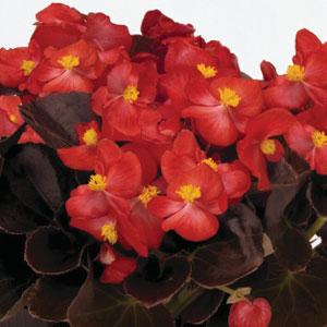 Nightlife Red Begonia - Bloom