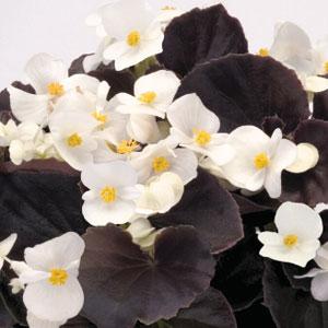 Nightlife White Begonia - Bloom
