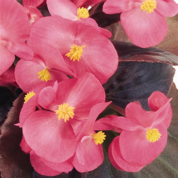 Nightlife Deep Rose Begonia - Bloom