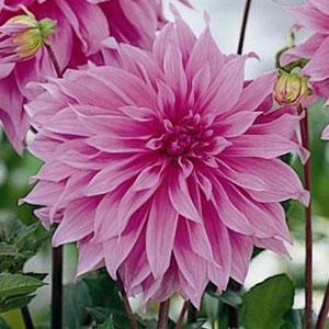 Dahlia Babylon Pink - Bloom