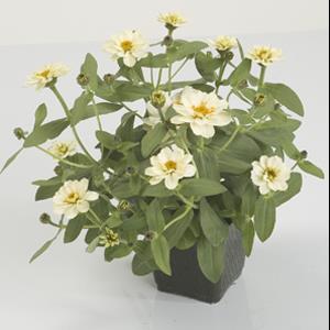 Profusion Double White Zinnia - Container