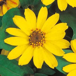 Profusion Yellow Zinnia - Bloom