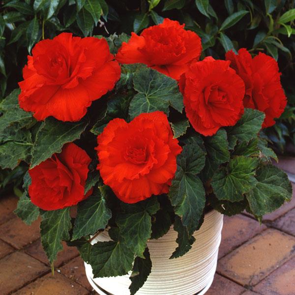 AmeriHybrid® Ruffled Scarlet Red Tuberous Begonia - Container