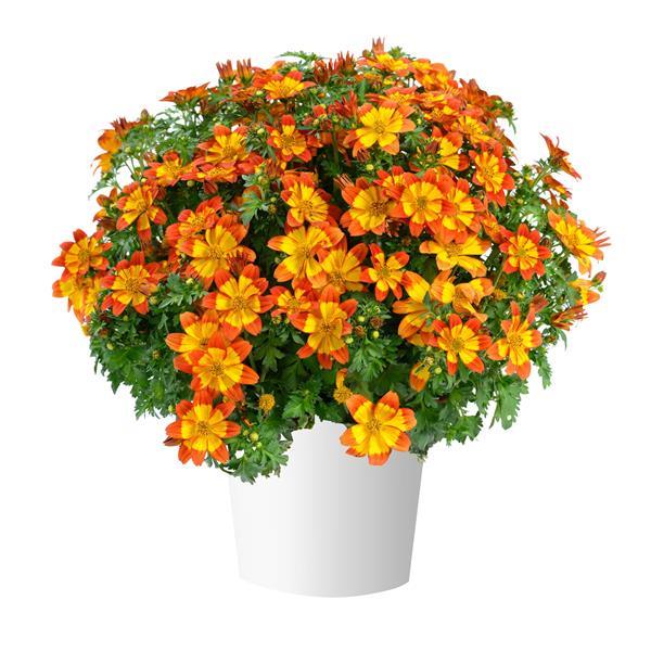 Blazing Flames Bidens