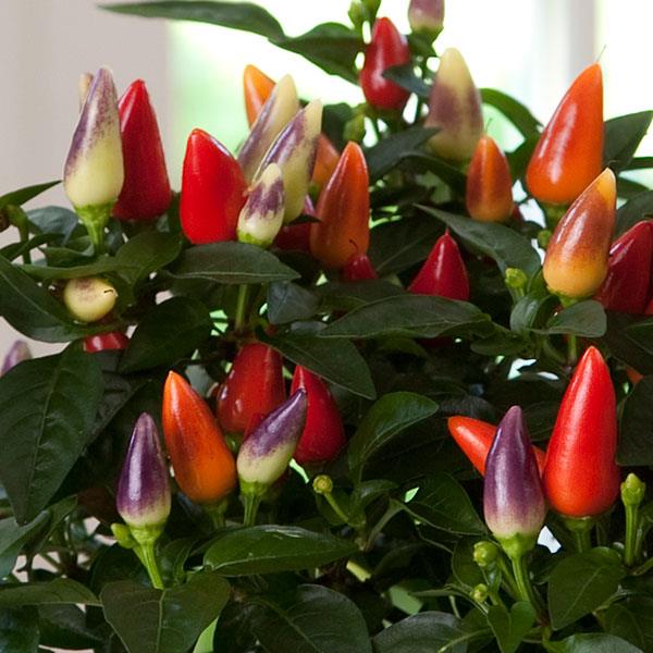 Acapulco™ Multicolor Ornamental Pepper - Bloom