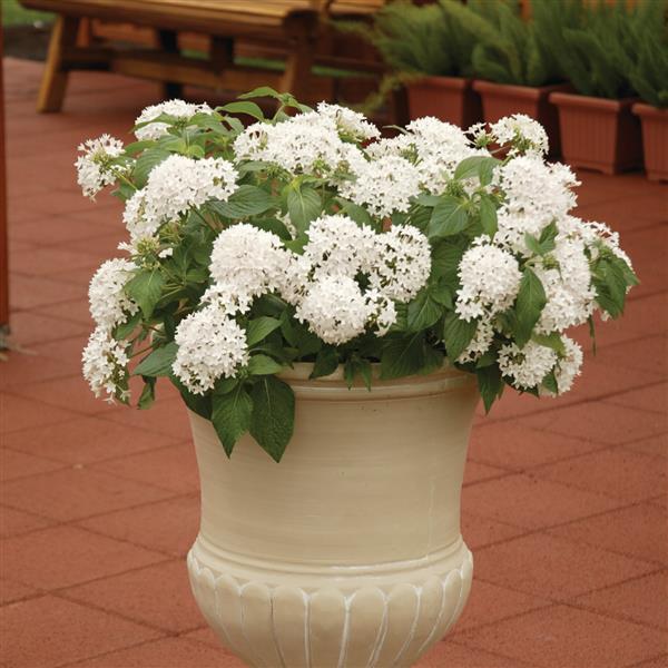 Butterfly™ White Pentas - Container