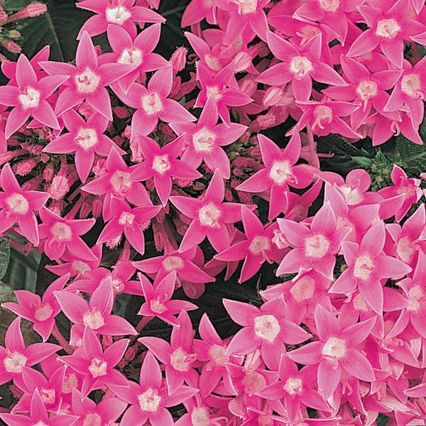 Butterfly™ Deep Pink Pentas - Bloom