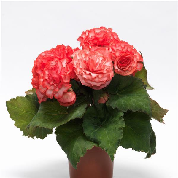 On Top® Surprise Tuberous Begonia - Container
