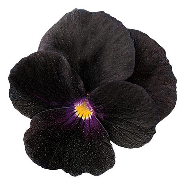 Sorbet® Black Delight Viola - Bloom