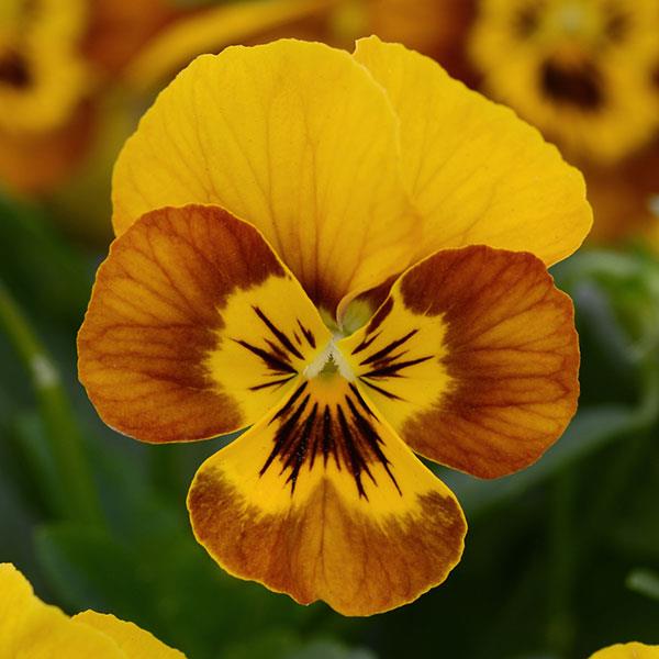 Sorbet® Honeybee Viola - Bloom