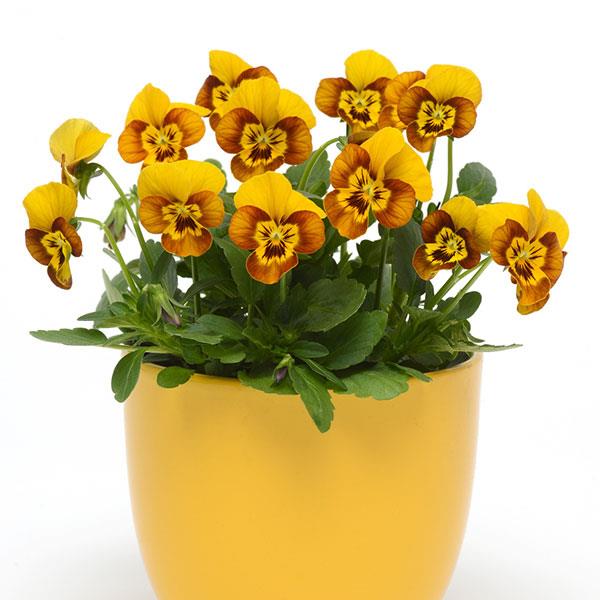 Sorbet® Honeybee Viola - Container