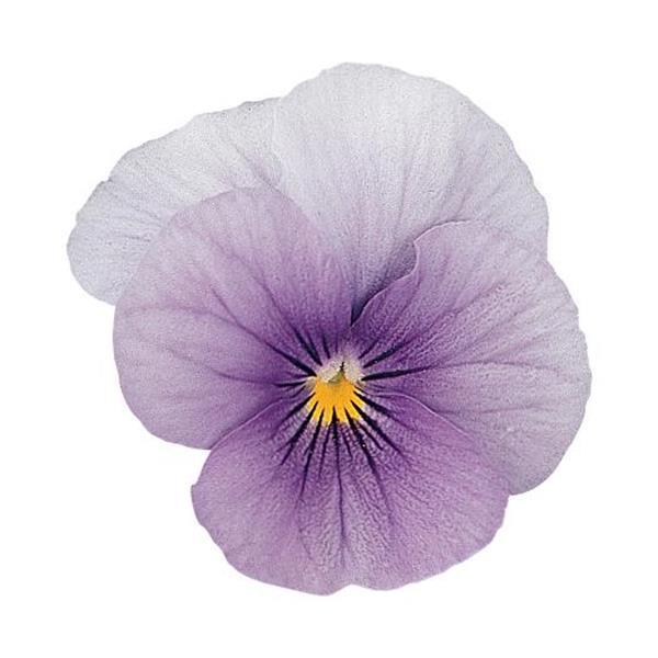 Sorbet® Icy Blue Viola - Bloom