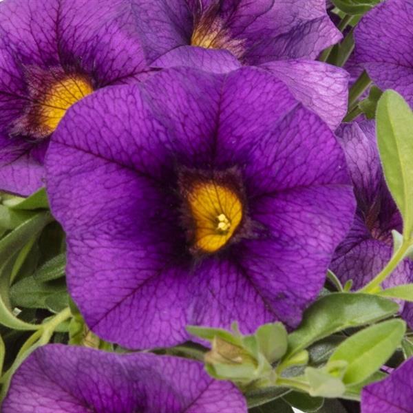 Callie Dark Blue Calibrachoa - Bloom