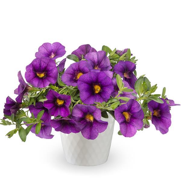 Callie Dark Blue Calibrachoa - Container