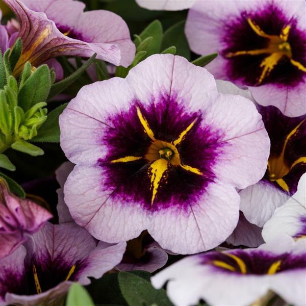 Callie Blueberry Spark Calibrachoa - Bloom