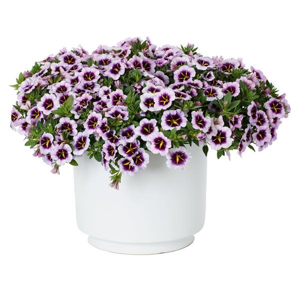 Callie Blueberry Spark Calibrachoa - Container