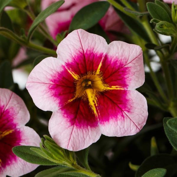 Callie Strawberry Spark Calibrachoa - Bloom