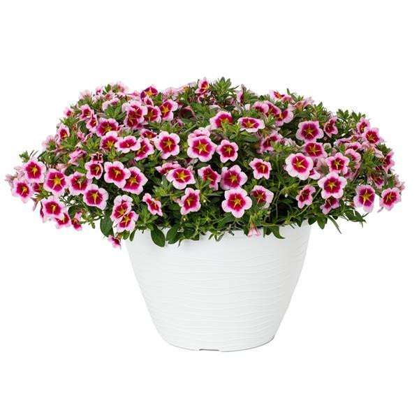 Callie Strawberry Spark Calibrachoa - Container