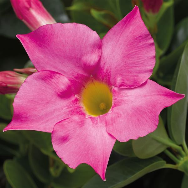 Madinia Petite Pink Dipladenia - Bloom