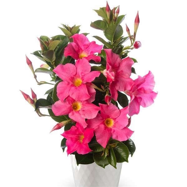 Madinia Petite Pink Dipladenia - Container