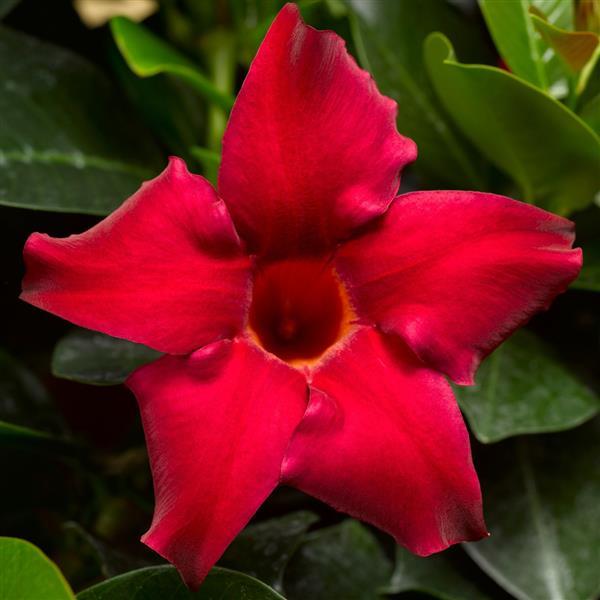 Madinia Petite Red Dipladenia - Bloom