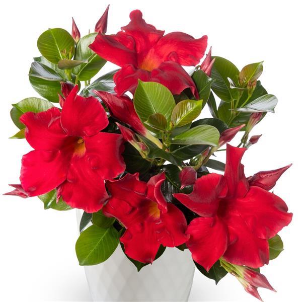 Madinia Petite Red Dipladenia - Container