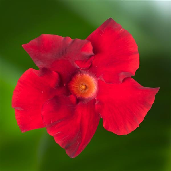 Madinia Petite Deep Red Dipladenia - Bloom