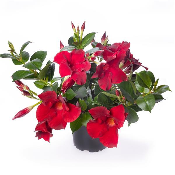 Madinia Petite Deep Red Dipladenia - Container