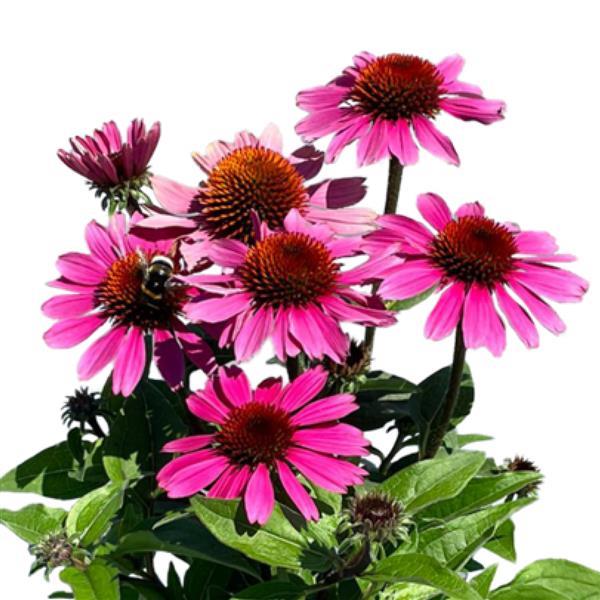 Echinacea Panama Rose