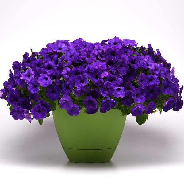 Main Stage™ Violet Petunia - Container