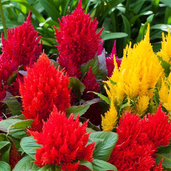 Bright Sparks Mix Celosia