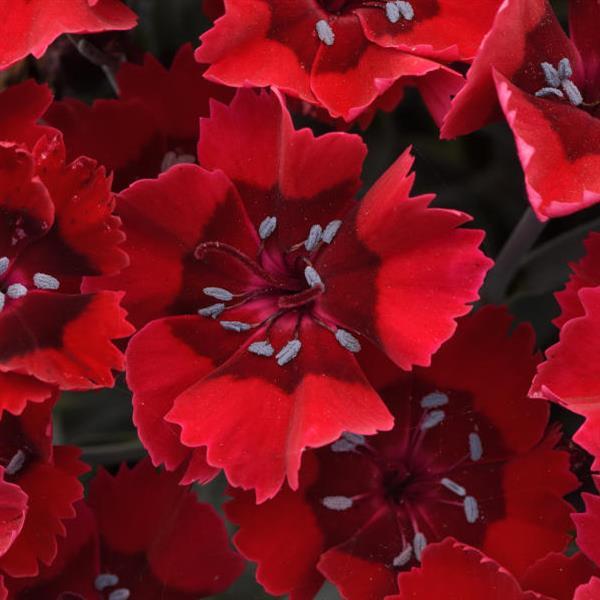 Dianthus EverLast™ Red - Bloom
