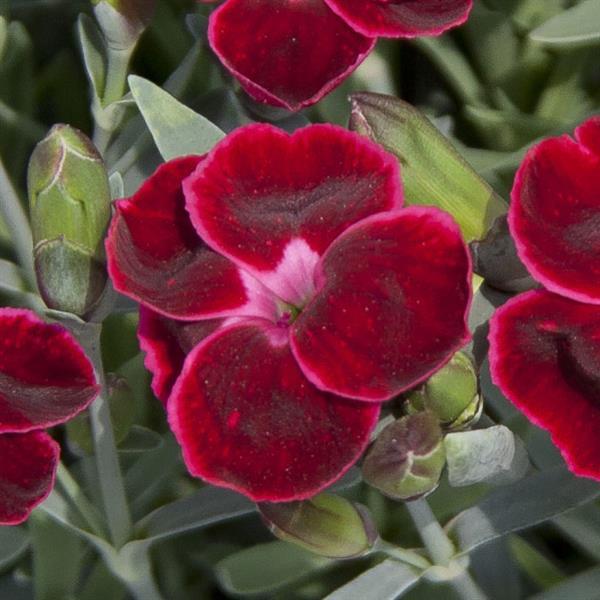 Dianthus EverLast™ Velvet - Bloom