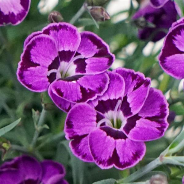 Dianthus EverLast™ Violet Blue - Bloom